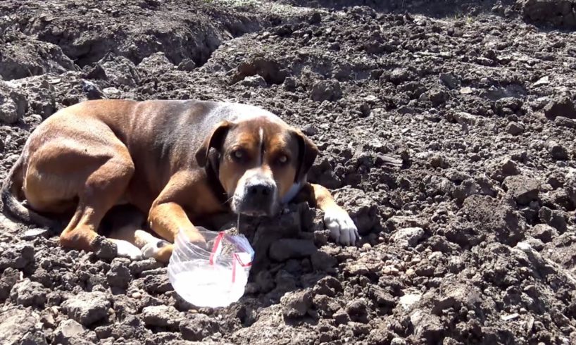 Hope For Paws: Abandoned dog in a construction site wouldn't move because he was so scared.