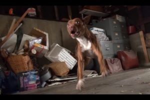 Hope For Paws: Pit Bull rescue like you have never seen before! (Eden)