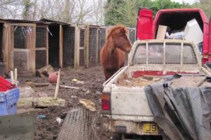 Horses rescued from Crunchies Animal Rescue Sanctuary are still recovering