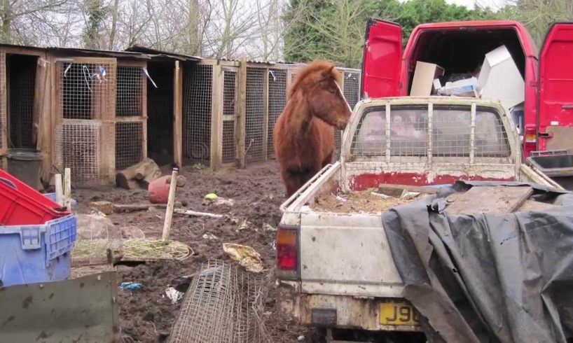 Horses rescued from Crunchies Animal Rescue Sanctuary are still recovering