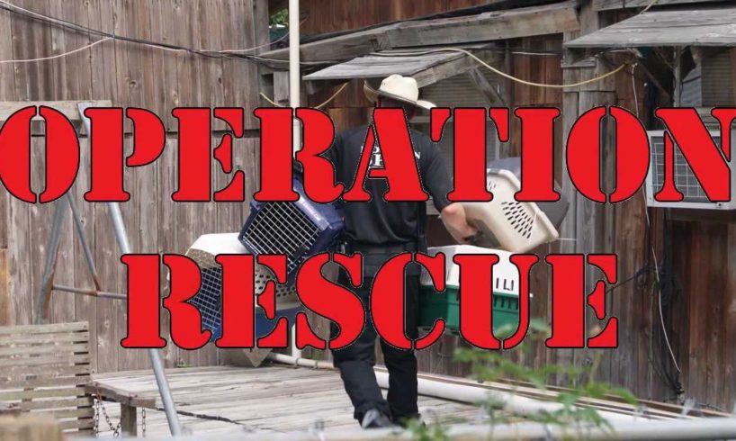 Houston SPCA Rescues Over 200 Dogs | Houston SPCA