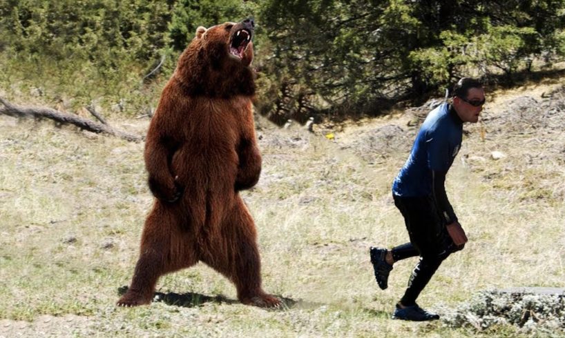 How To Fight A Bear Real Animal Fight Bear Vs Human | The terrible attacks of bears on humans