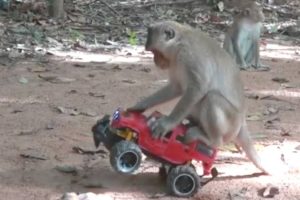 How To Make Fun With Monkeys - Everyday Monkey Funny Videos