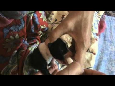 How to Feed Orphan Puppy in India - Animals Rescued  Ep 152
