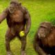 How to Speak Chimpanzee | Extraordinary Animals | BBC Earth