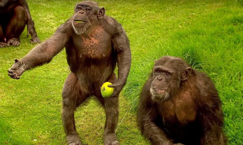 How to Speak Chimpanzee | Extraordinary Animals | BBC Earth