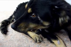 Howl Of A Dog - Terrified Abandoned Homeless Dog's Rescue and Amazing Transformation.