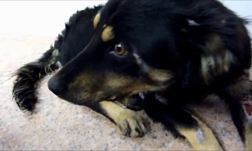 Howl Of A Dog - Terrified Abandoned Homeless Dog's Rescue and Amazing Transformation.