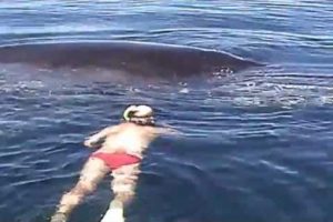 Humpback Whale Shows AMAZING Appreciation After Being Freed From Nets