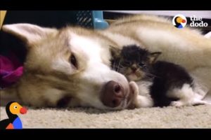 Husky Dog Adopts Stray Cat Saving Her Life | The Dodo: Comeback Kids S01E02
