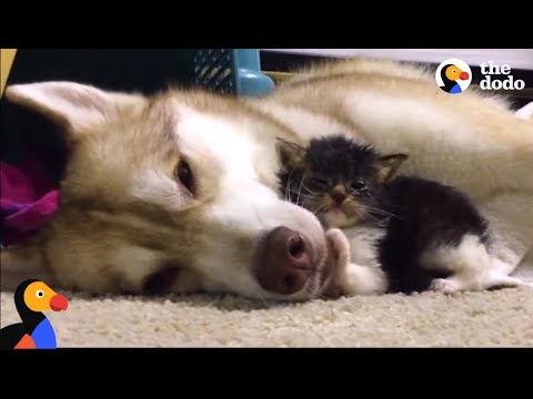 Husky Dog Adopts Stray Cat Saving Her Life | The Dodo: Comeback Kids S01E02