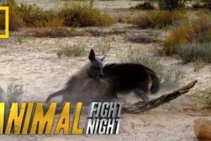 Hyena v. Hyena: Battle For Territory | Animal Fight Night