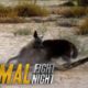 Hyena v. Hyena: Battle For Territory | Animal Fight Night