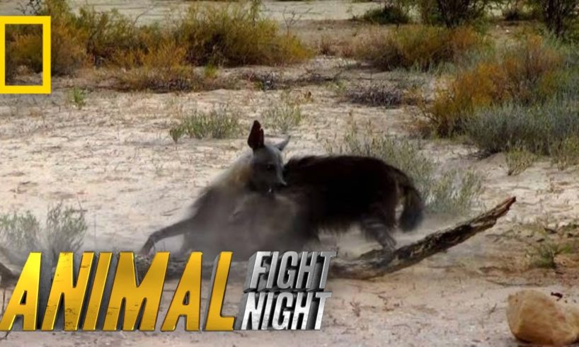 Hyena v. Hyena: Battle For Territory | Animal Fight Night