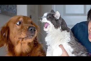 If you want to LAUGH HARD, WATCH FUNNY ANIMALS - Funny ANIMAL compilation