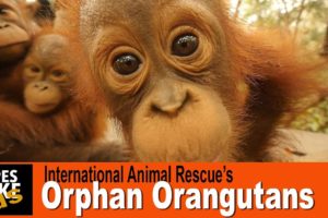 International Animal Rescue's Orphan Baby Orangutans