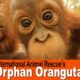 International Animal Rescue's Orphan Baby Orangutans