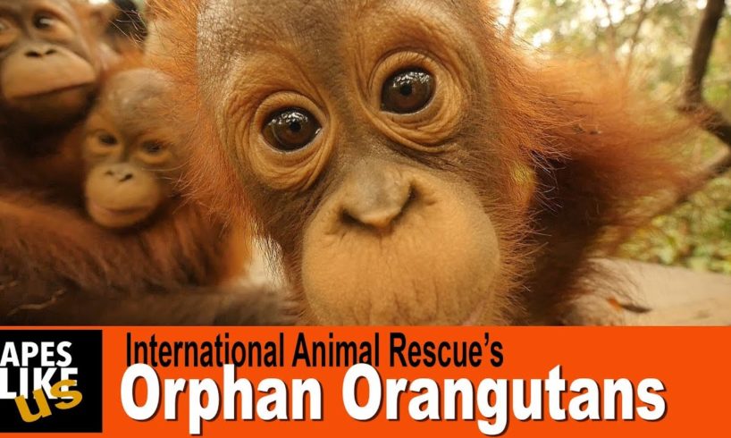 International Animal Rescue's Orphan Baby Orangutans