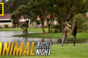 It's a Kangaroo Fight! | Animal Fight Night