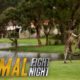 It's a Kangaroo Fight! | Animal Fight Night
