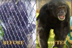 Joe the Chimpanzee's Epic Rescue | PETA Animal Rescues