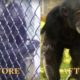 Joe the Chimpanzee's Epic Rescue | PETA Animal Rescues