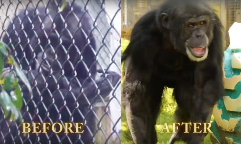 Joe the Chimpanzee's Epic Rescue | PETA Animal Rescues