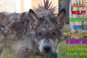 Julia: a wolf?  a coyote?  a dog?  This rescue is a MUST SEE!