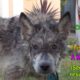 Julia: a wolf?  a coyote?  a dog?  This rescue is a MUST SEE!