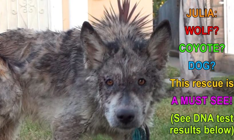 Julia: a wolf?  a coyote?  a dog?  This rescue is a MUST SEE!