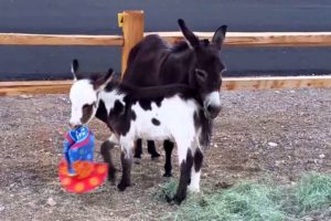 Just Clowning Around!  Cute baby donkey plays with clown hat [cutest animals]