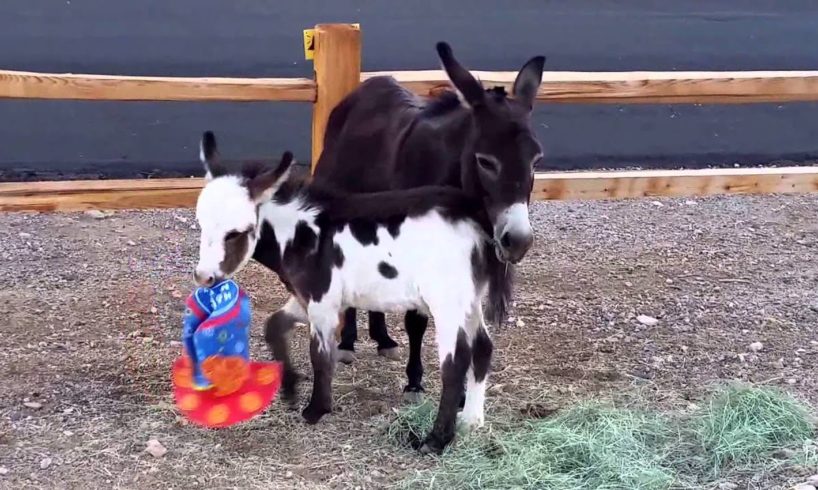 Just Clowning Around!  Cute baby donkey plays with clown hat [cutest animals]