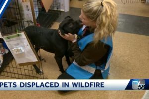 KCRA Chico Animal Rescue -Camp Fire