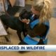 KCRA Chico Animal Rescue -Camp Fire