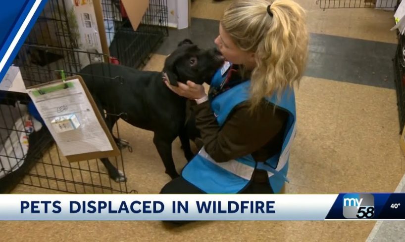 KCRA Chico Animal Rescue -Camp Fire