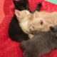 Kitkat Playroom LIVE: Tiny Bytes - Adoptable Orphan Kittens