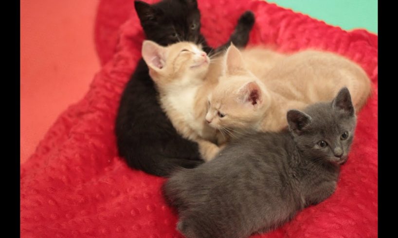Kitkat Playroom LIVE: Tiny Bytes - Adoptable Orphan Kittens