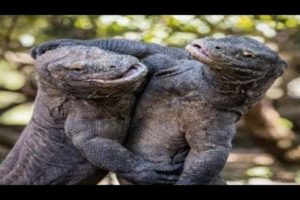 Komodo Dragon Fights | Animal Fight to Death - Komodo Dragon Attacks