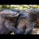 Komodo Dragon Fights | Animal Fight to Death - Komodo Dragon Attacks