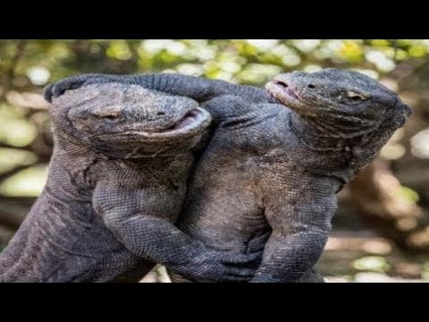Komodo Dragon Fights | Animal Fight to Death - Komodo Dragon Attacks