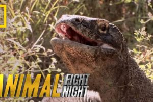 Komodo Knockout | Animal Fight Night