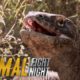 Komodo Knockout | Animal Fight Night