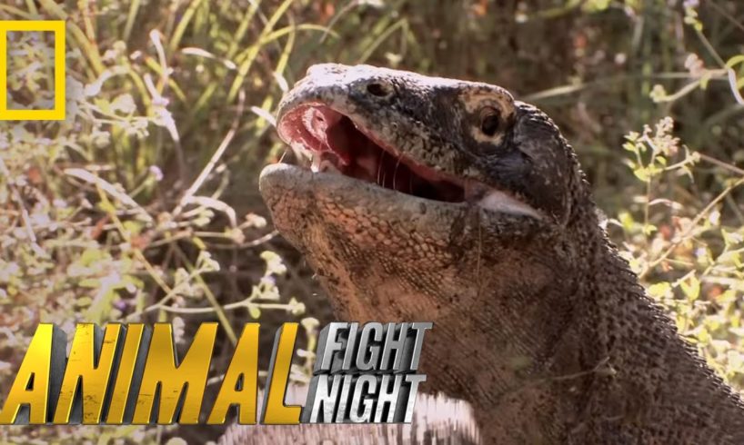 Komodo Knockout | Animal Fight Night