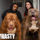 Kong: The 150lb Pitbull Puppy Set To Outgrow Hulk | DOG DYNASTY