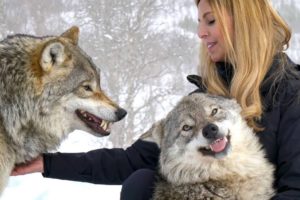 LARGE NORWEGIAN WOLVES - BITE, FIGHT & FLIGHT