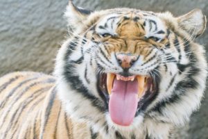 LIVE: 40 Tigers Rescued from Zoo Examined at Wild Animal Sanctuary | The Dodo LIVE