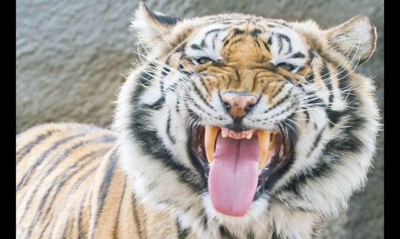 LIVE: 40 Tigers Rescued from Zoo Examined at Wild Animal Sanctuary | The Dodo LIVE