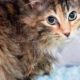 LIVE: Feral mama cats raising their kittens - Nelia & Serenity - TinyKittens.com