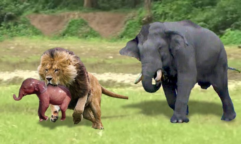 LIVE: KING #LION attacks the Hyena under the river - Buffalo vs Lion vs Crocodile, Wild animal 2019