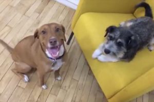 LIVE: Rescue Dog Best Friends Reunited in 2018 | The Dodo Live